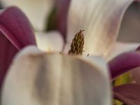 Tulpen-Magnolie (Magnolia &times; soulangeana)