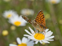 Flockenblumen-Scheckenfalter (Melitaea phoebe)