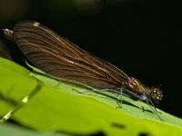 Blaufl&uuml;gel-Prachtlibelle (Calopteryx virgo), Weibchen