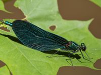 Blaufl&uuml;gel-Prachtlibelle (Calopteryx virgo), M&auml;nnchen