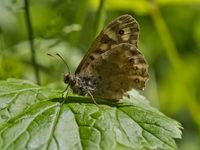 Waldbrettspiel (Pararge aegeria)