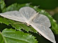 Wei&szlig;stirn-Wei&szlig;spanner (Weibchen) (Cabera pusaria)