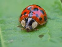 Marienk&auml;fer (Coccinellidae)