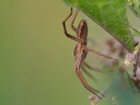 Listspinne (Pisaura mirabilis)