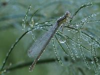 Blaue Federlibelle (Weiblich) (Platycnemis pennipes)