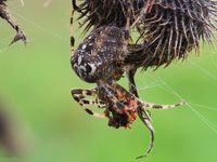 Gartenkreuzspinne (Araneus diadematus)