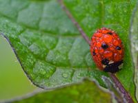 Streifenwanze (Graphosoma italicum)