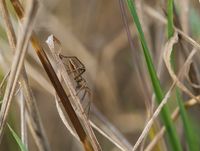 Listspinne (Pisaura mirabilis)